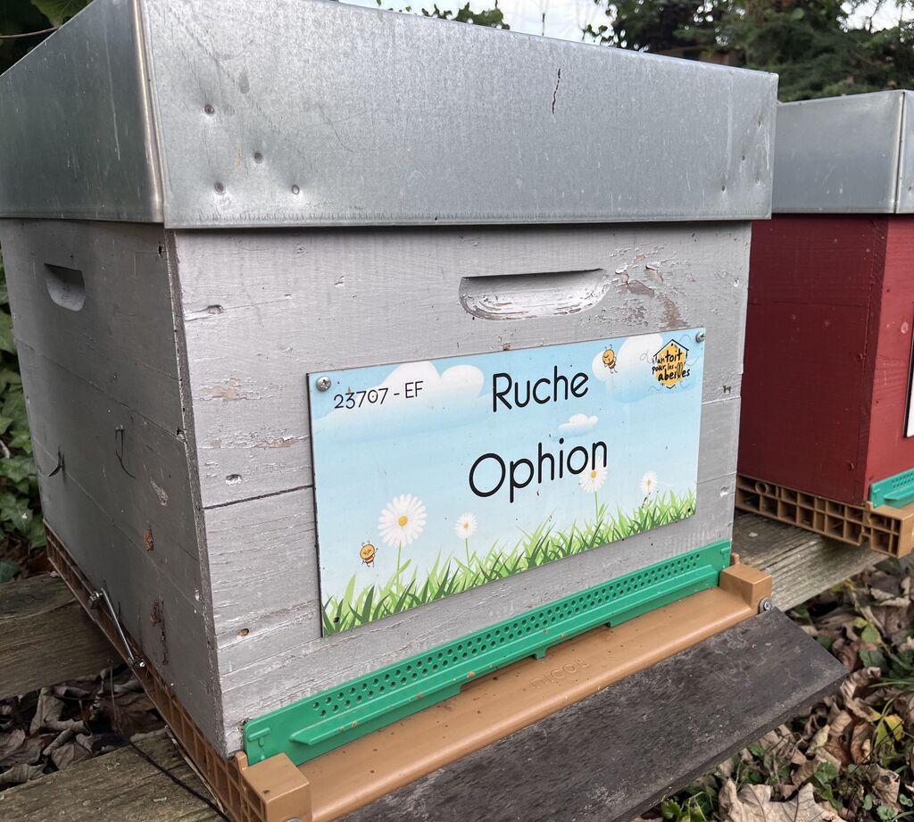 La ruche Ophion