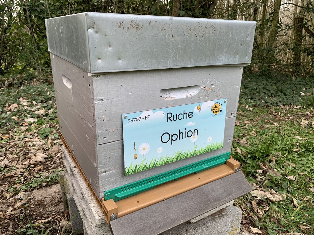 La ruche Ophion