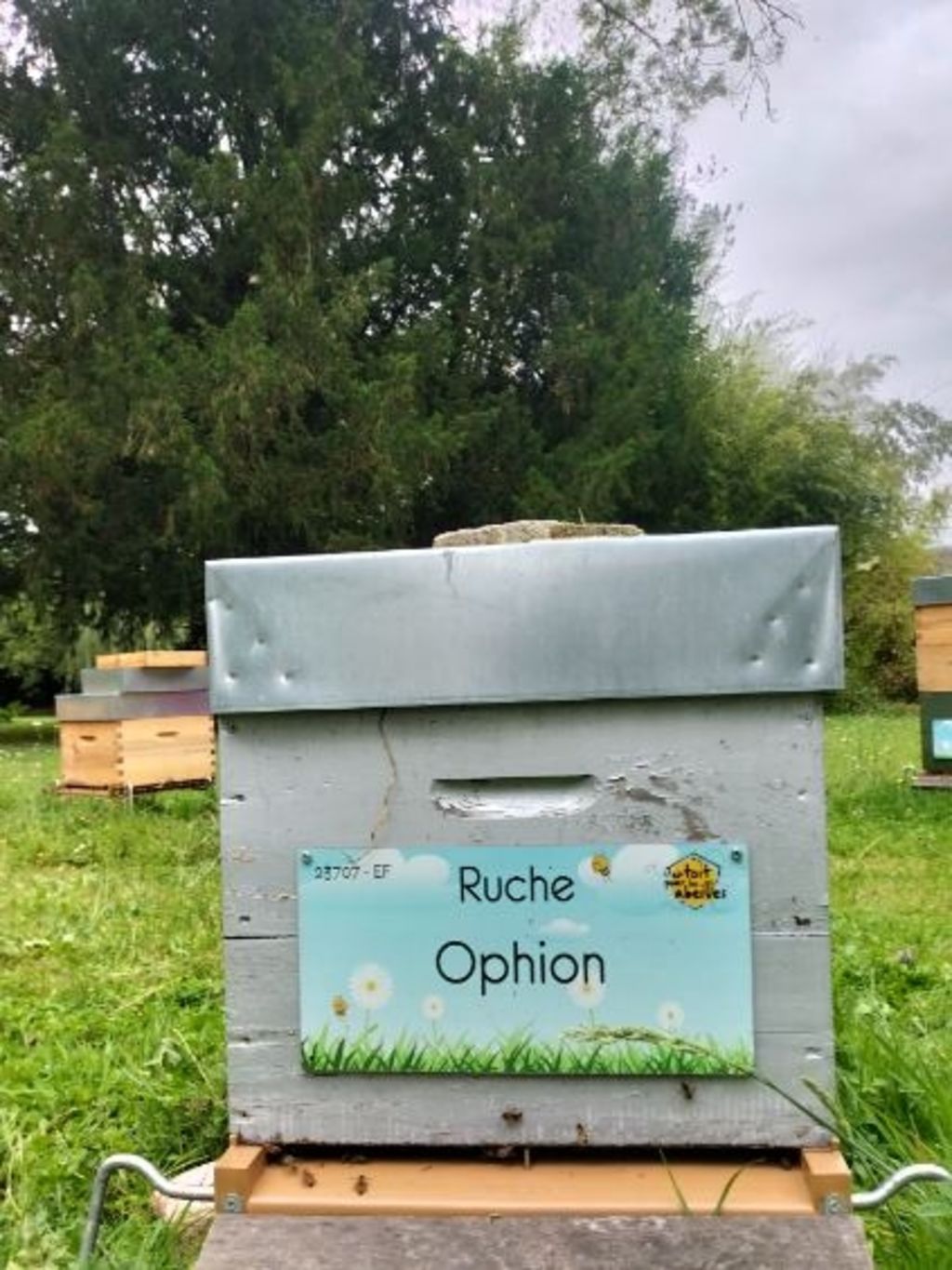 La ruche Ophion
