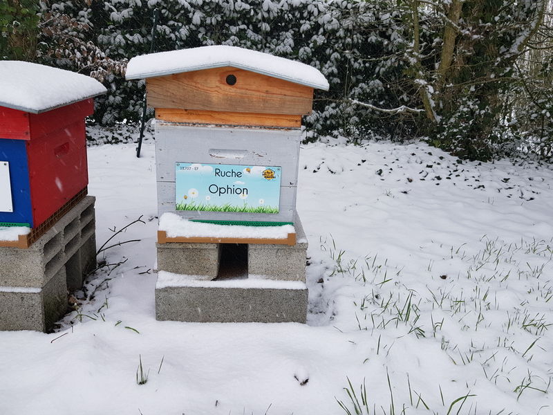La ruche Ophion