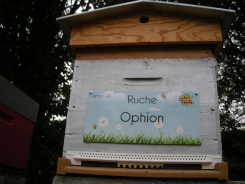 La ruche Ophion