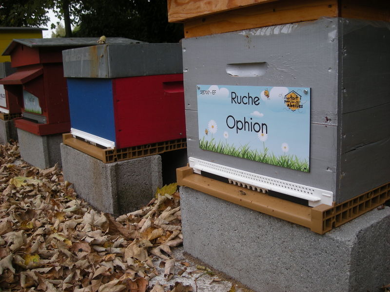 La ruche Ophion