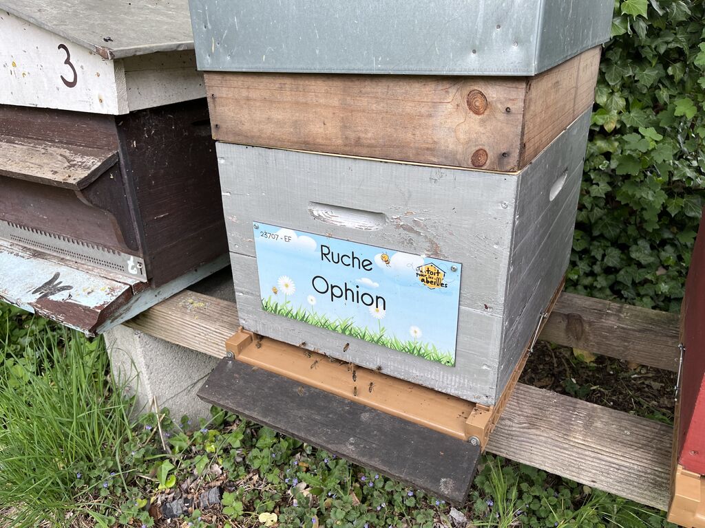 La ruche Ophion