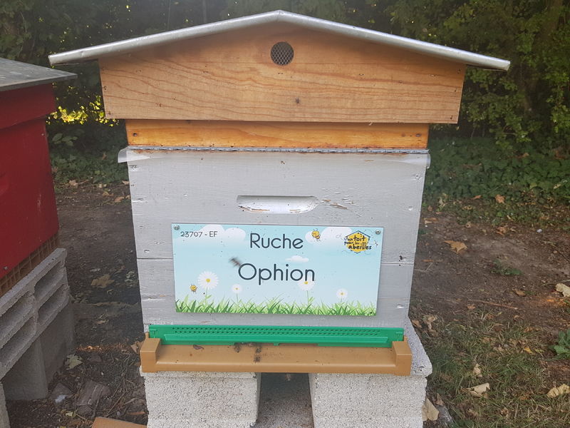 La ruche Ophion