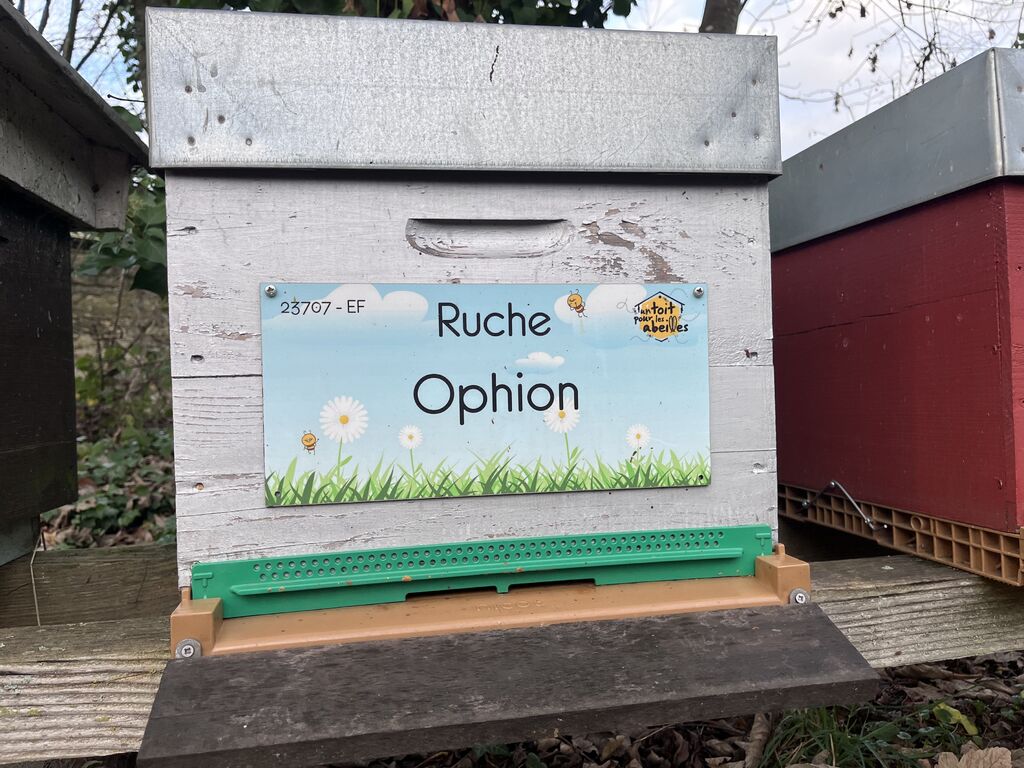 La ruche Ophion