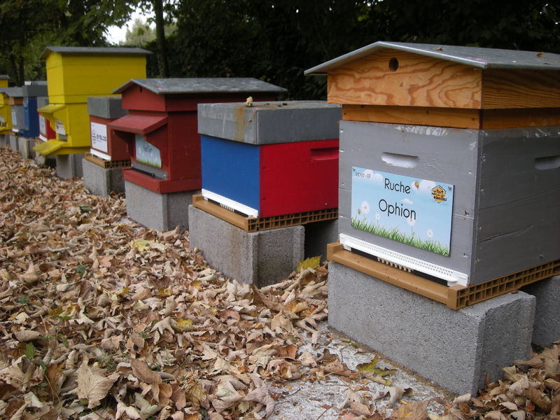La ruche Ophion