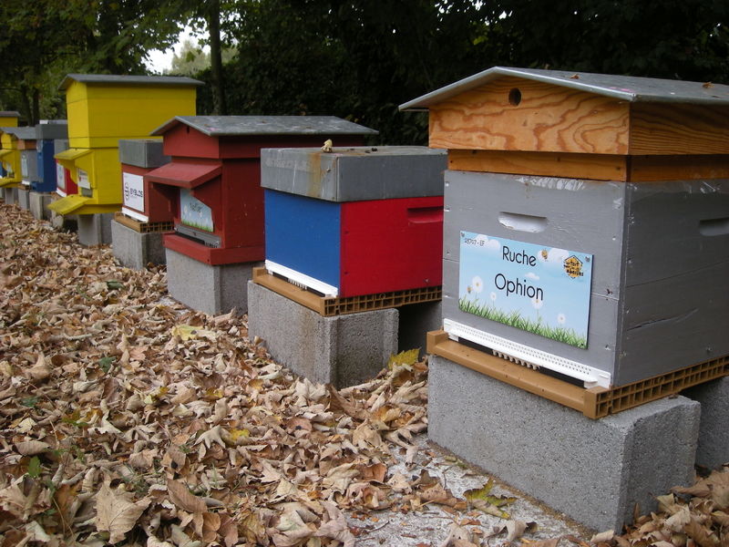 La ruche Ophion