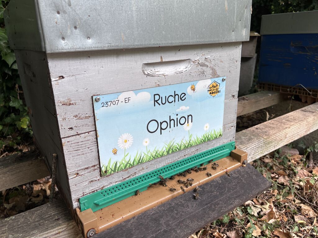 La ruche Ophion
