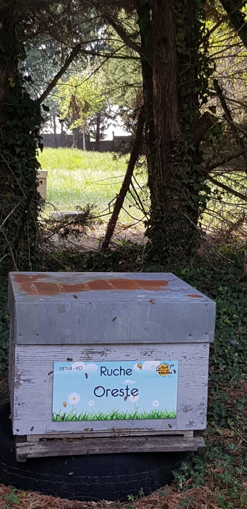 La ruche Oreste