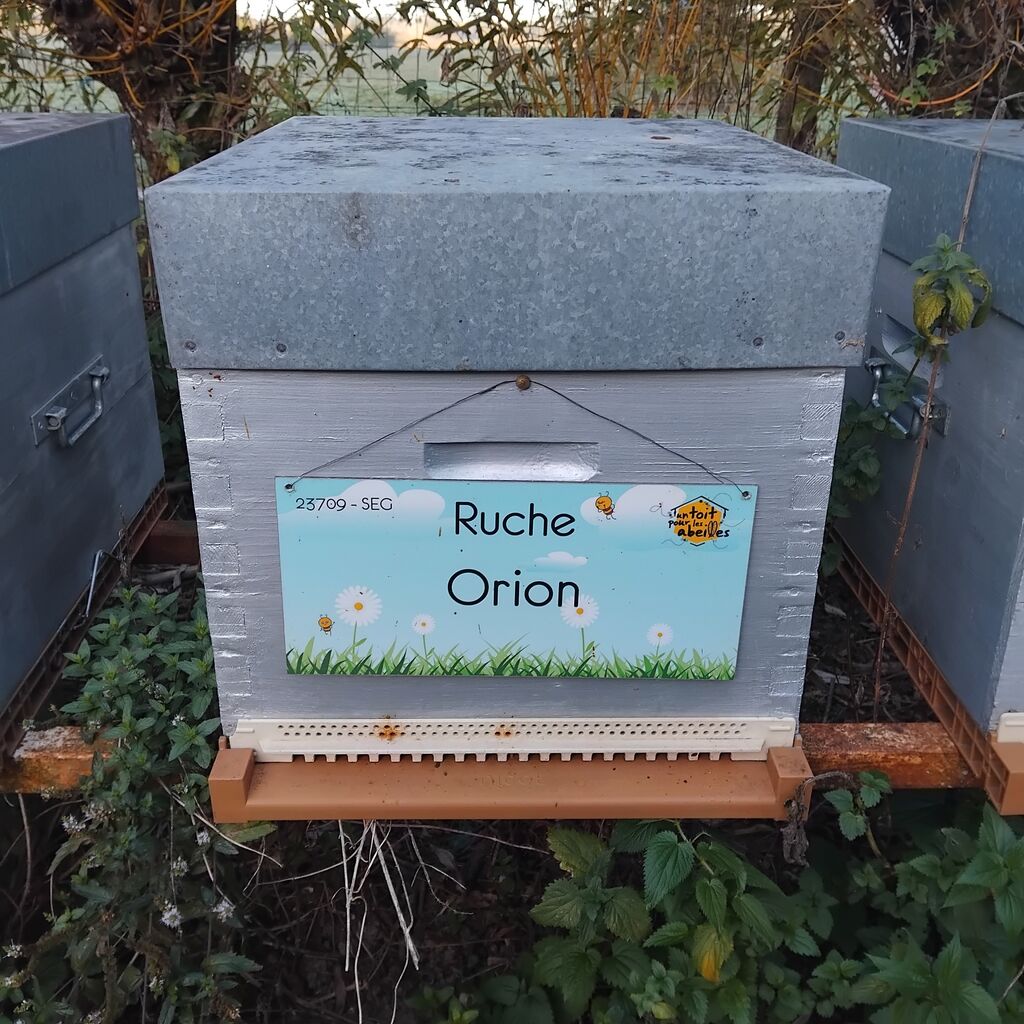 La ruche Orion