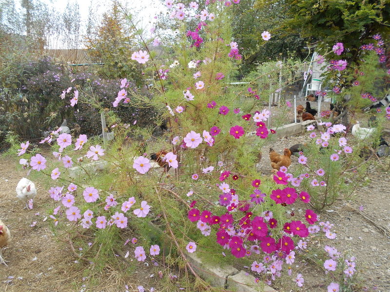 La ruche Orion