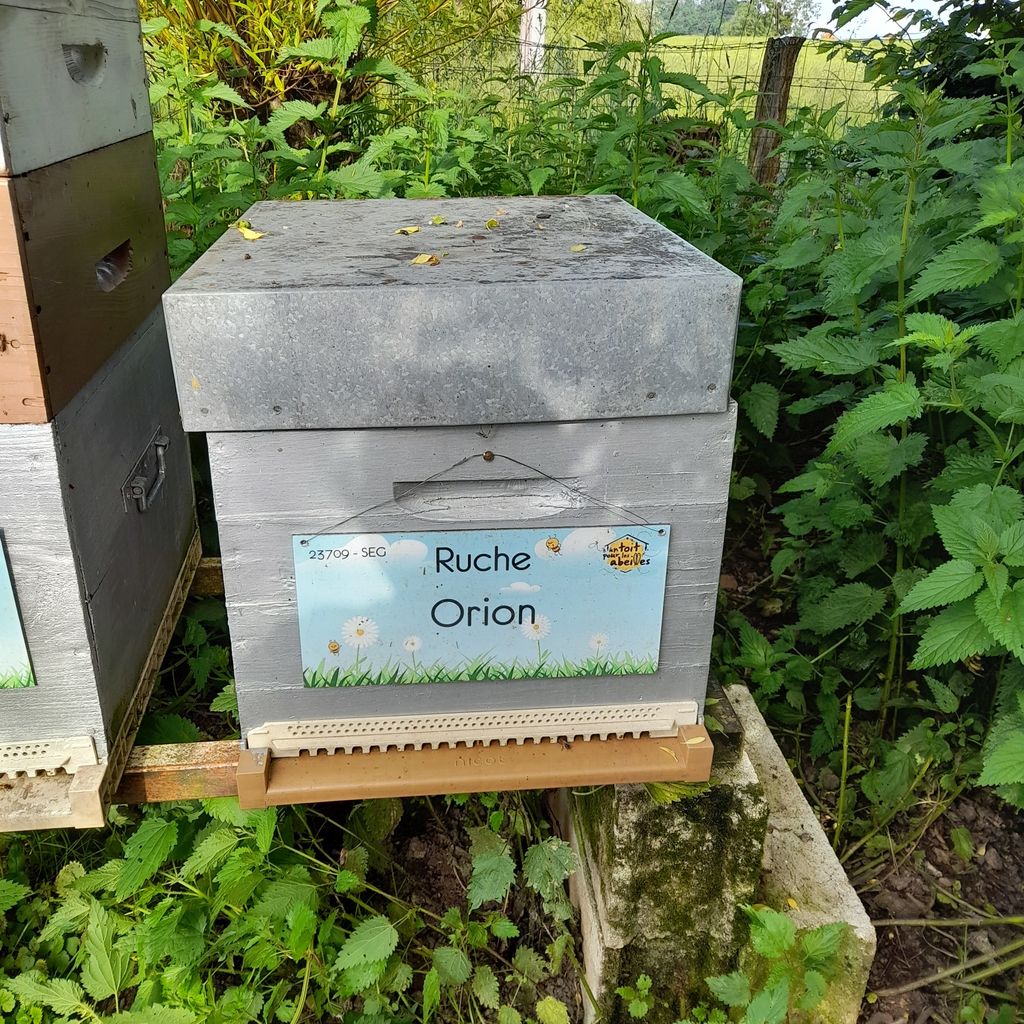 La ruche Orion