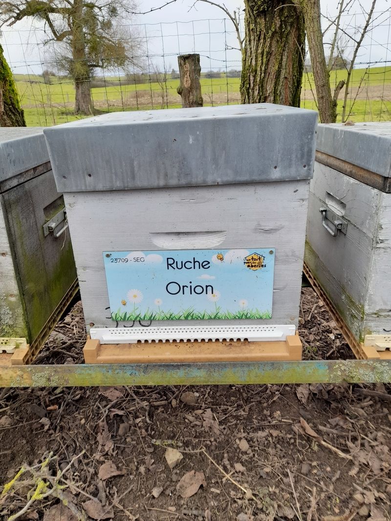La ruche Orion