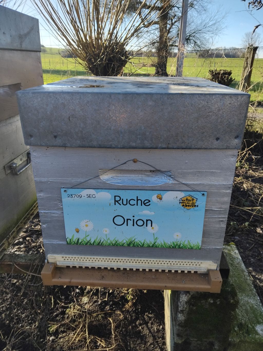 La ruche Orion