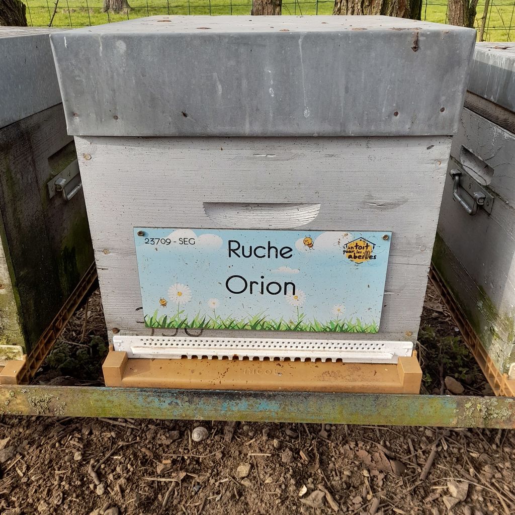 La ruche Orion