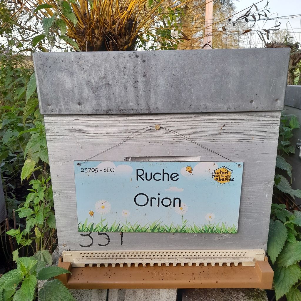 La ruche Orion