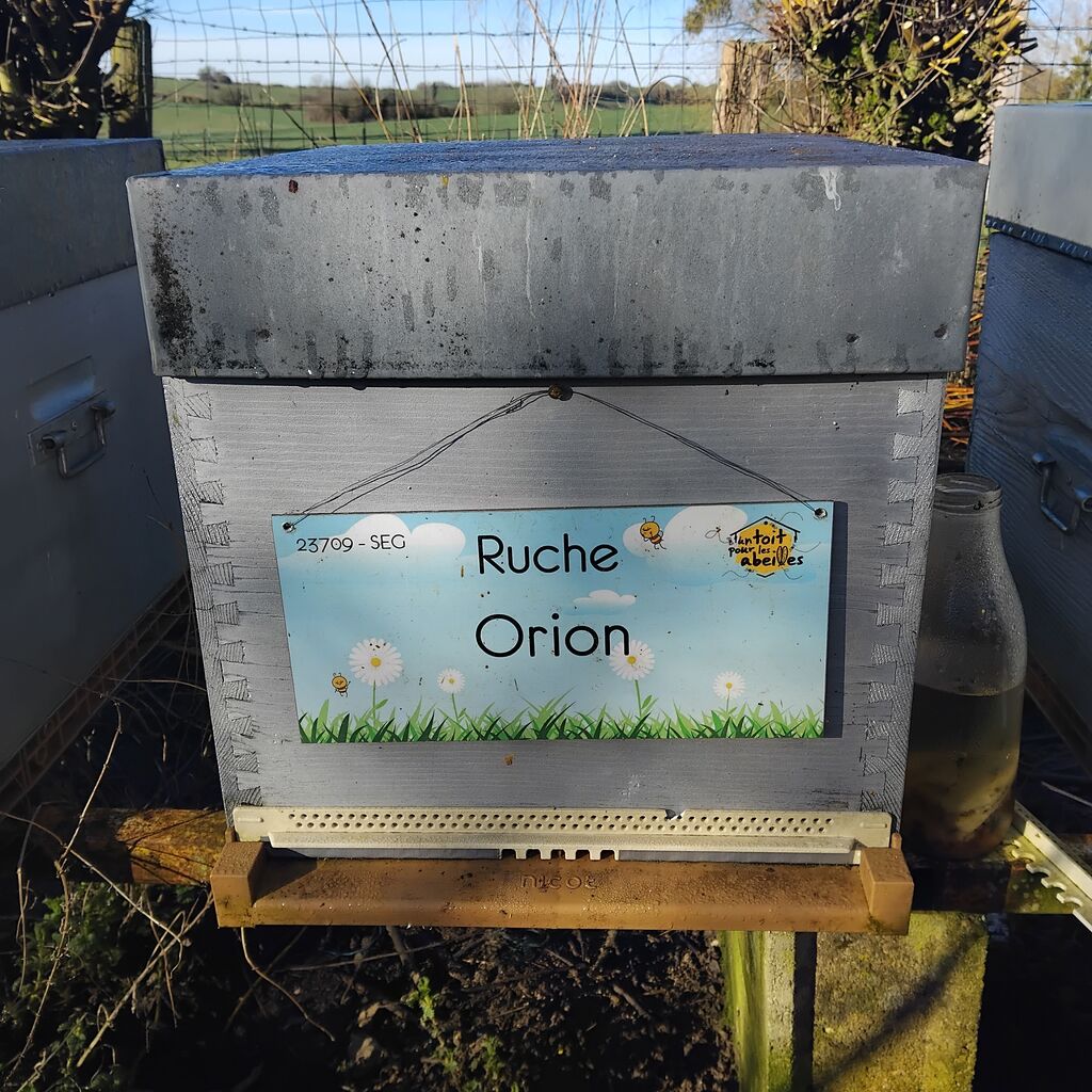 La ruche Orion