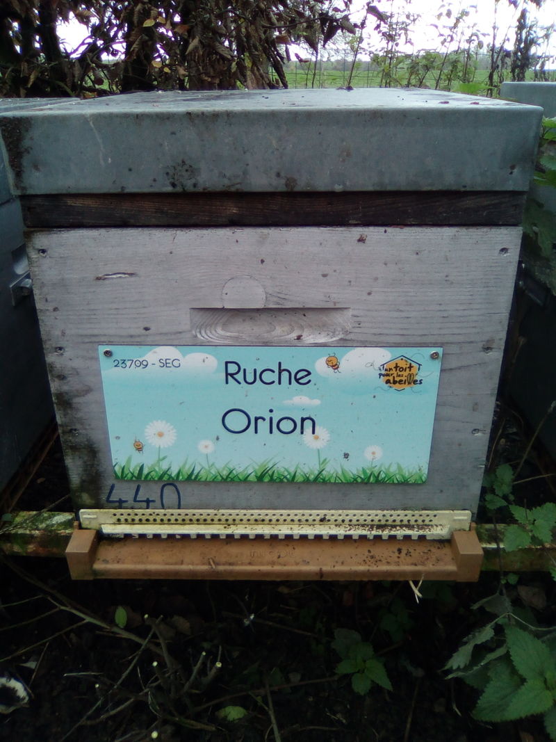 La ruche Orion