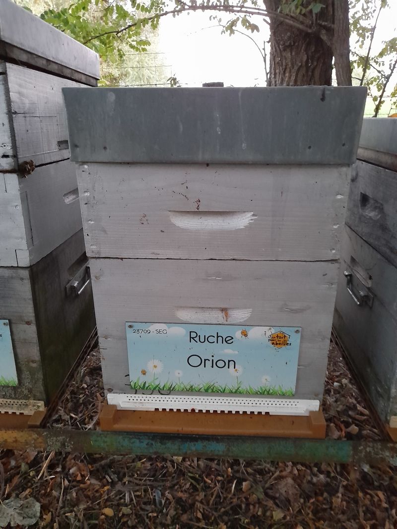 La ruche Orion