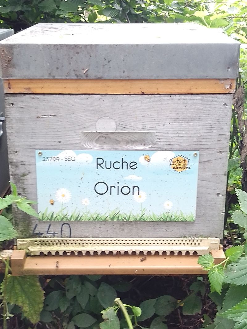 La ruche Orion