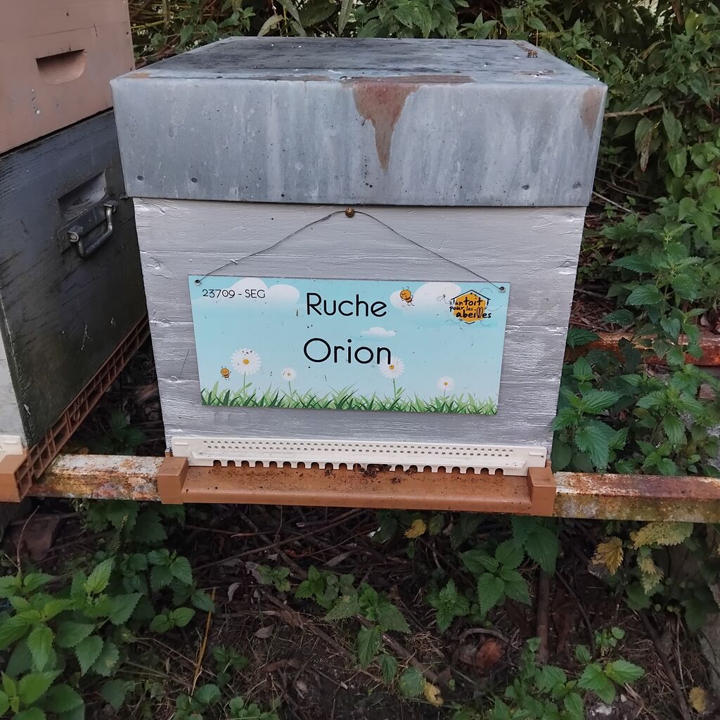La ruche Orion