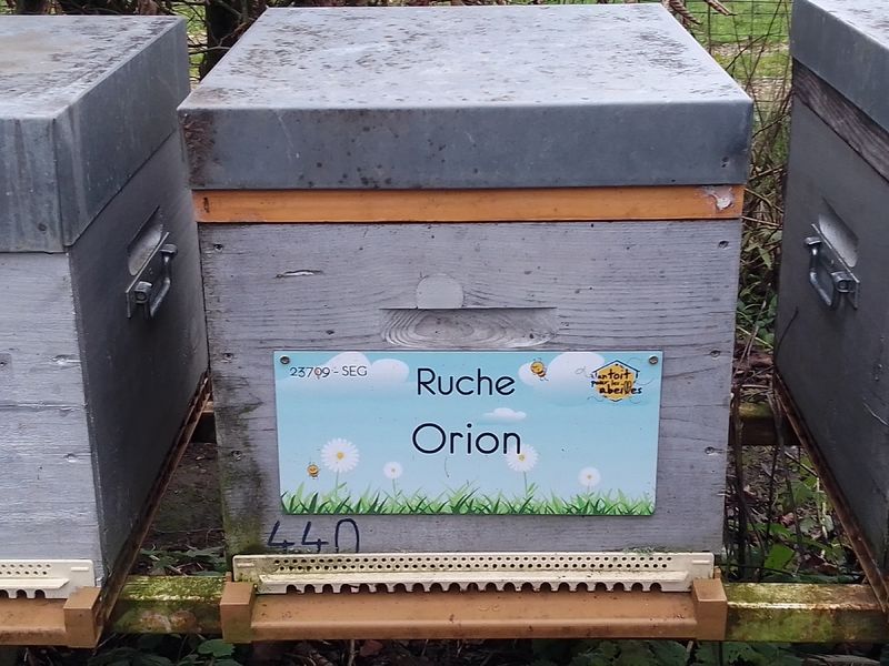 La ruche Orion