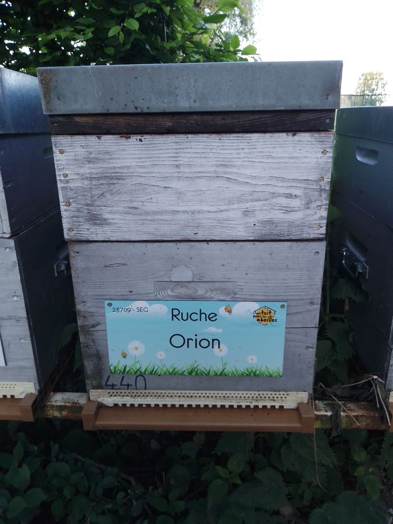 La ruche Orion