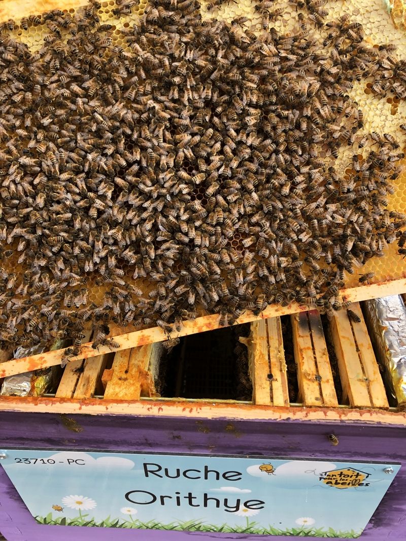 La ruche Orithye