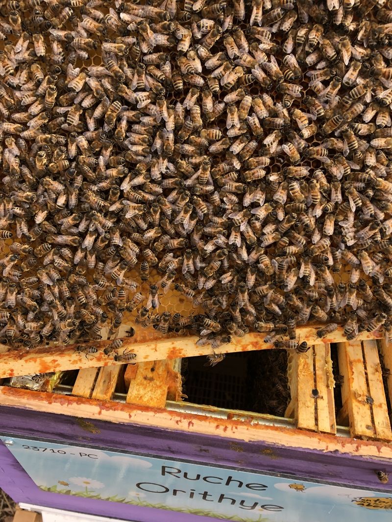 La ruche Orithye