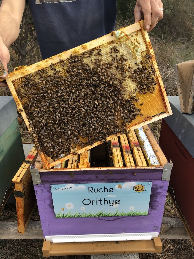 La ruche Orithye