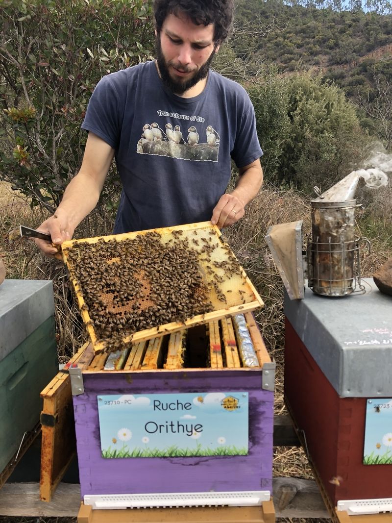La ruche Orithye