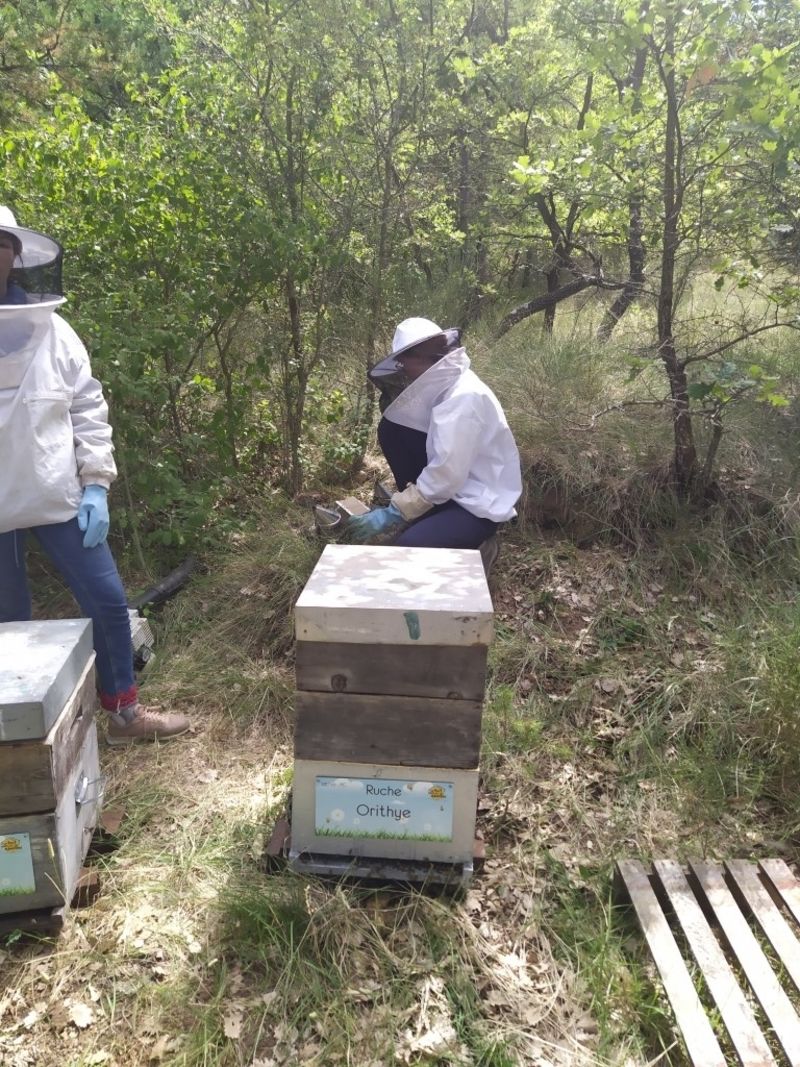 La ruche Orithye