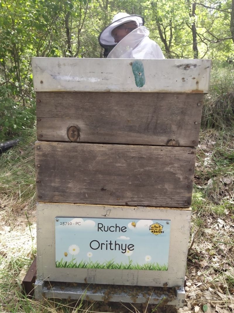 La ruche Orithye
