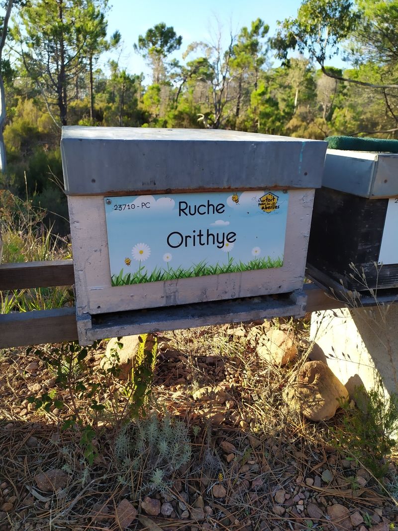 La ruche Orithye