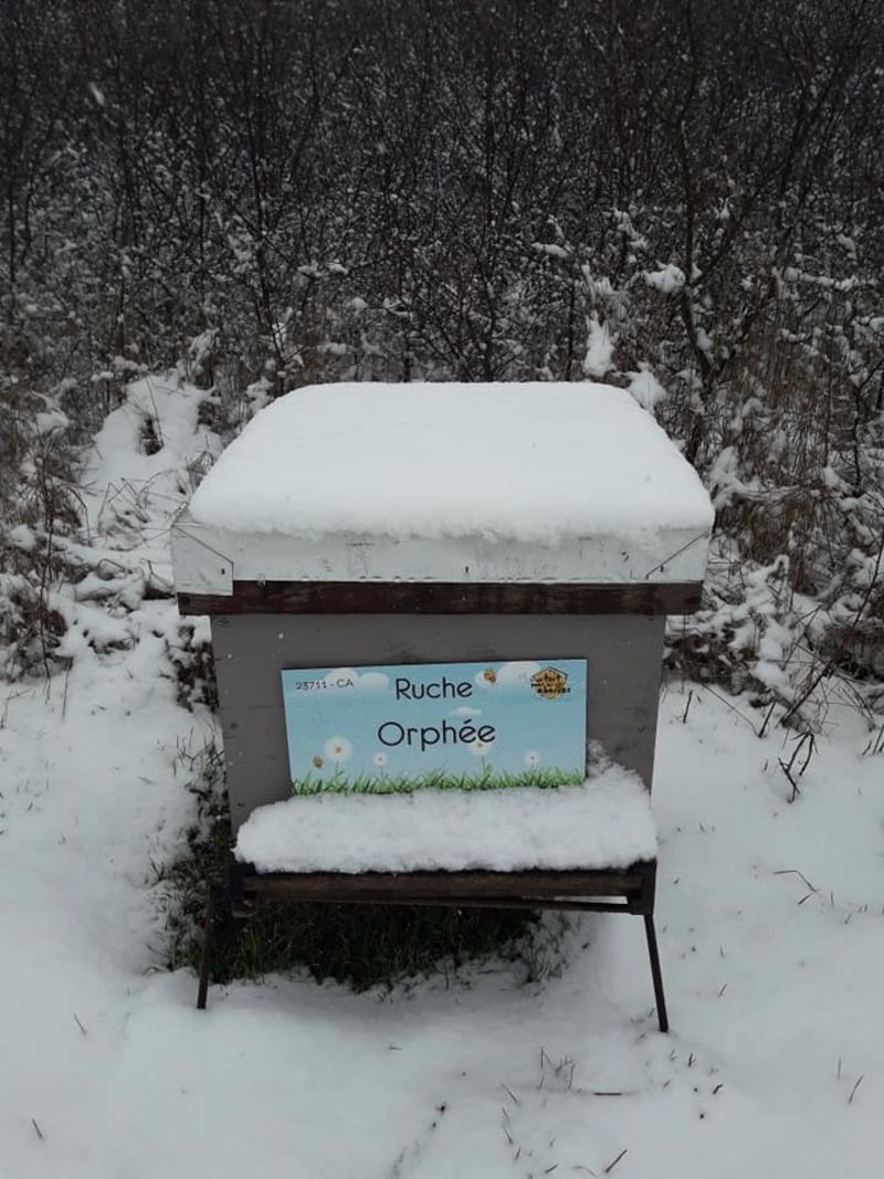 La ruche Orphée