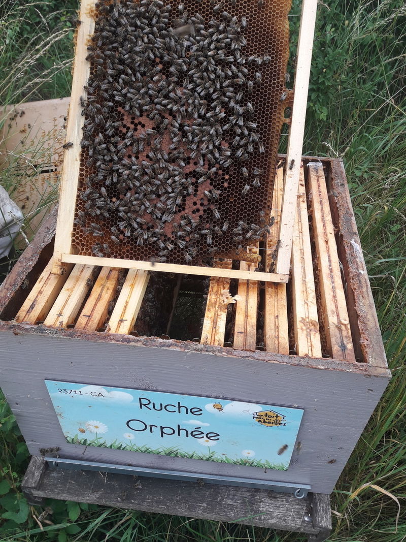 La ruche Orphée