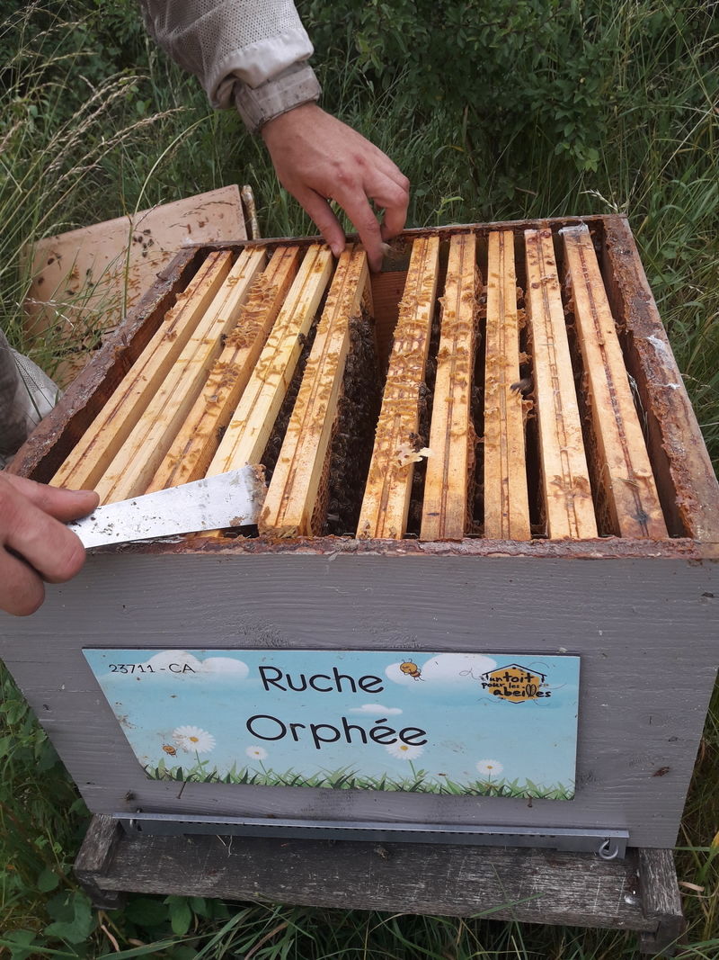 La ruche Orphée