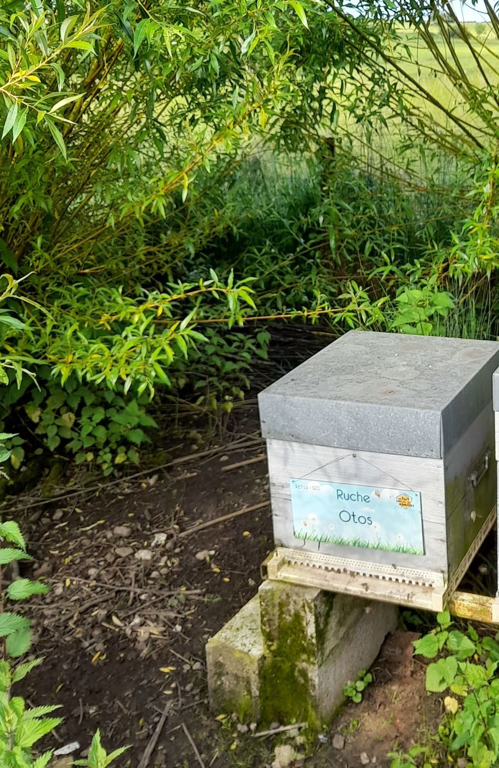 La ruche Otos