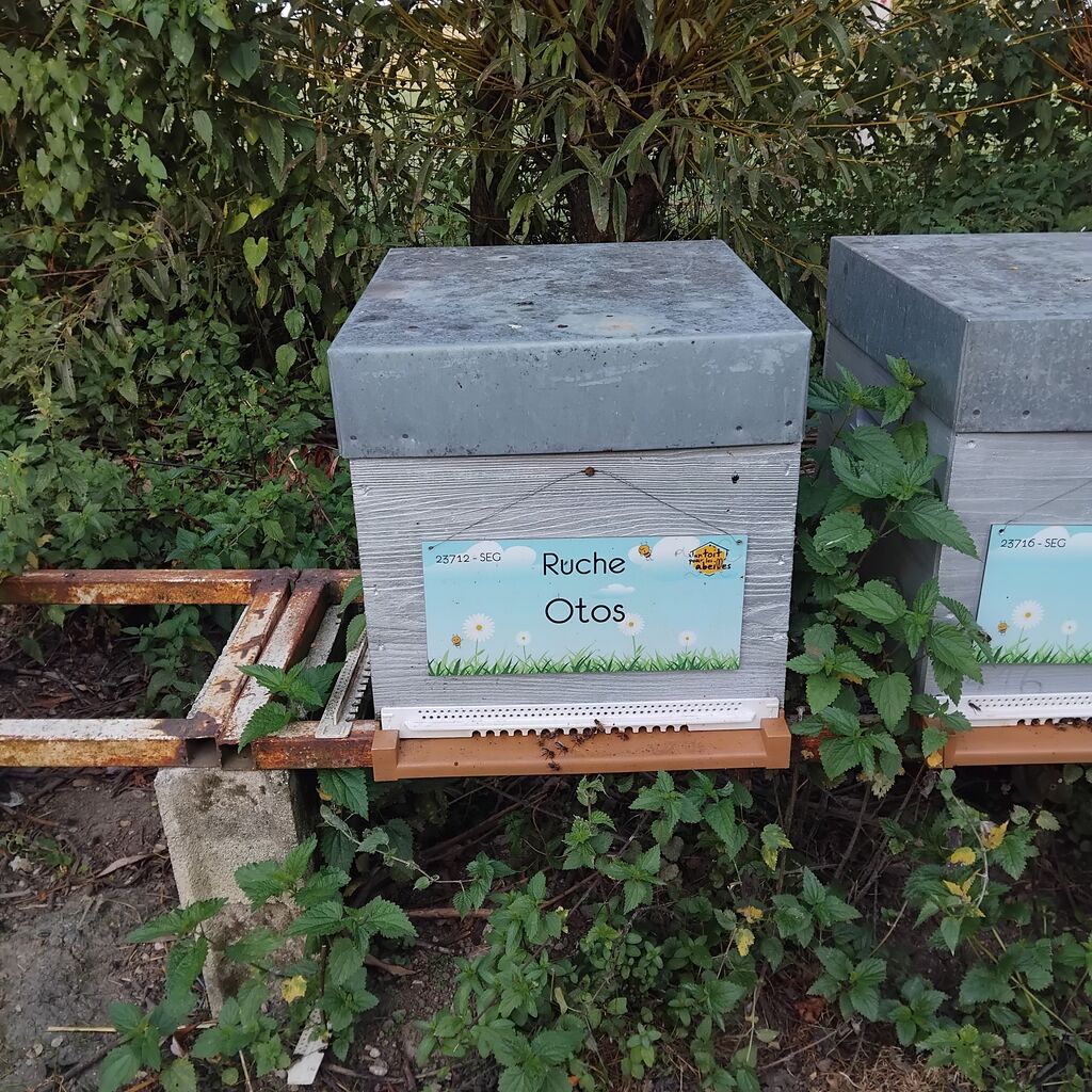 La ruche Otos