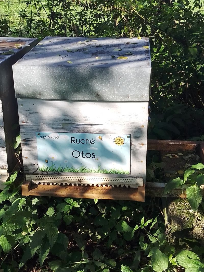 La ruche Otos