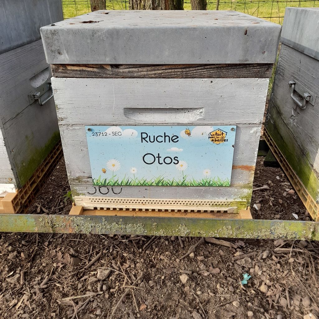 La ruche Otos