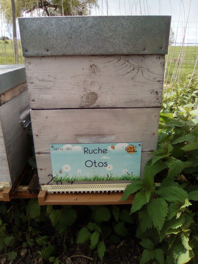 La ruche Otos