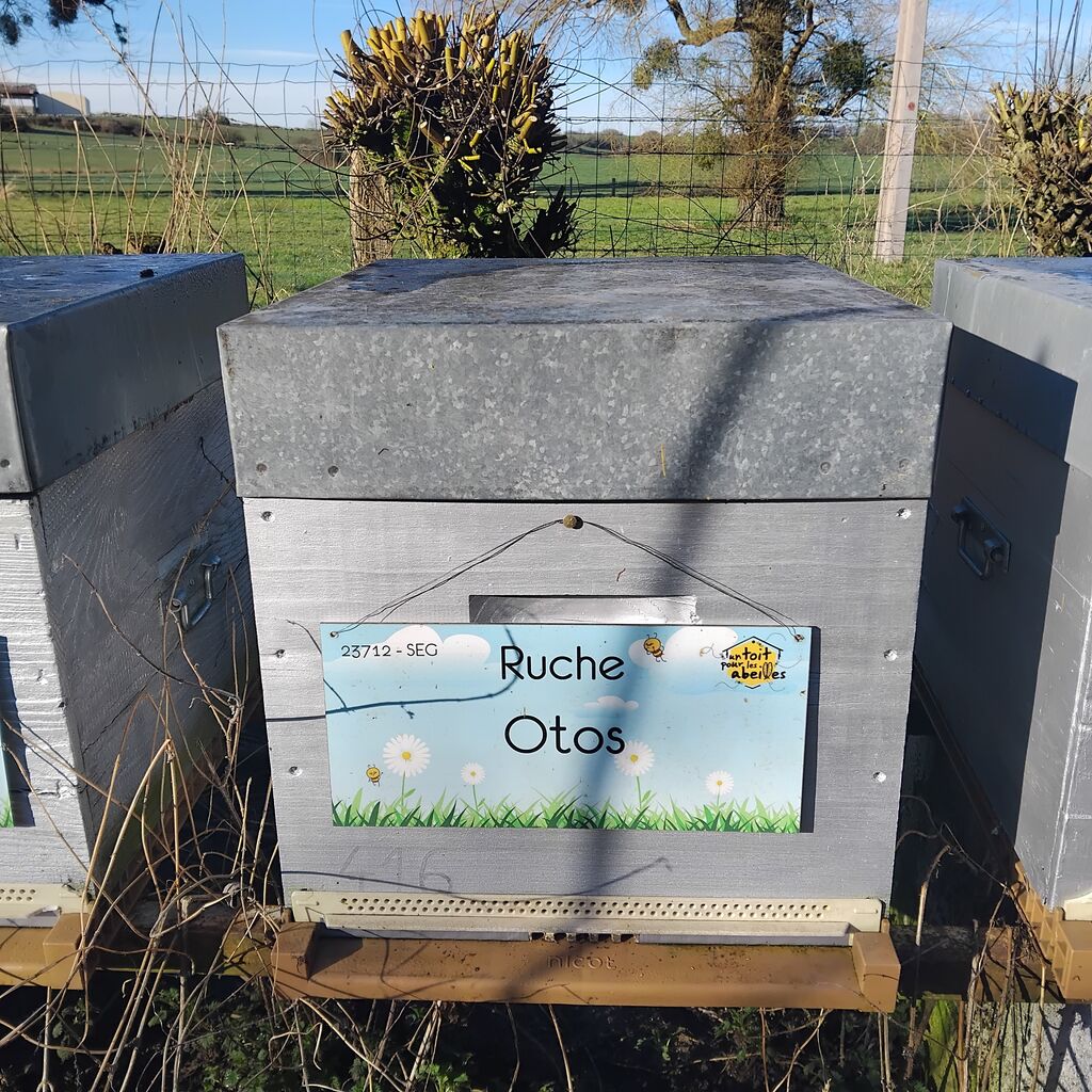 La ruche Otos