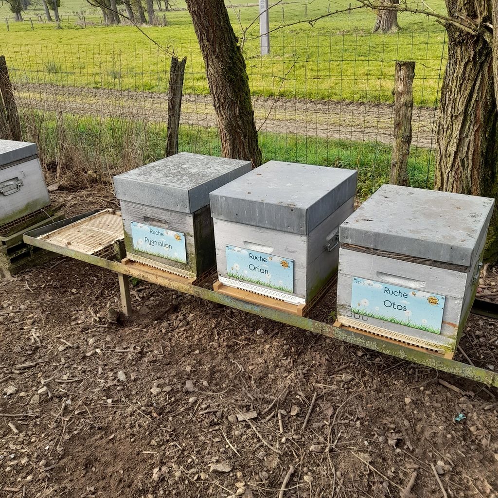 La ruche Otos