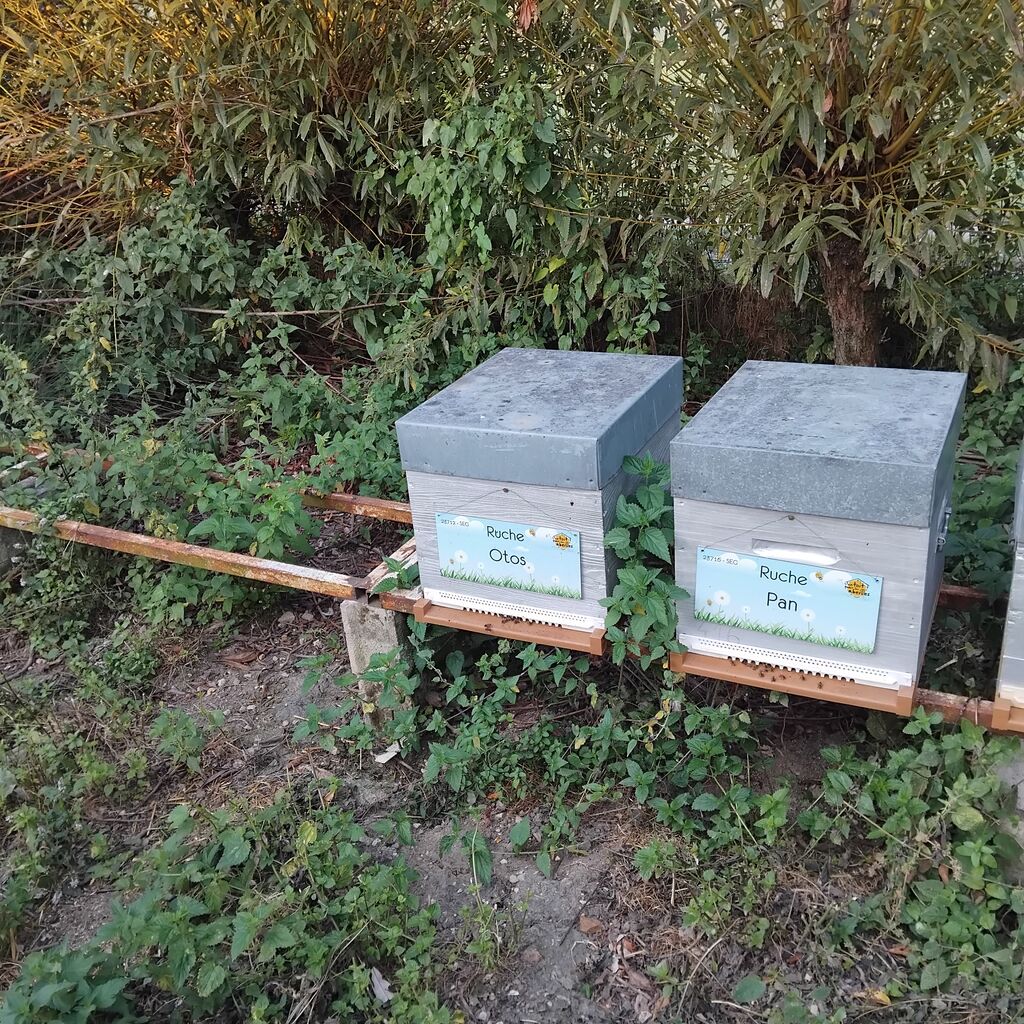 La ruche Otos