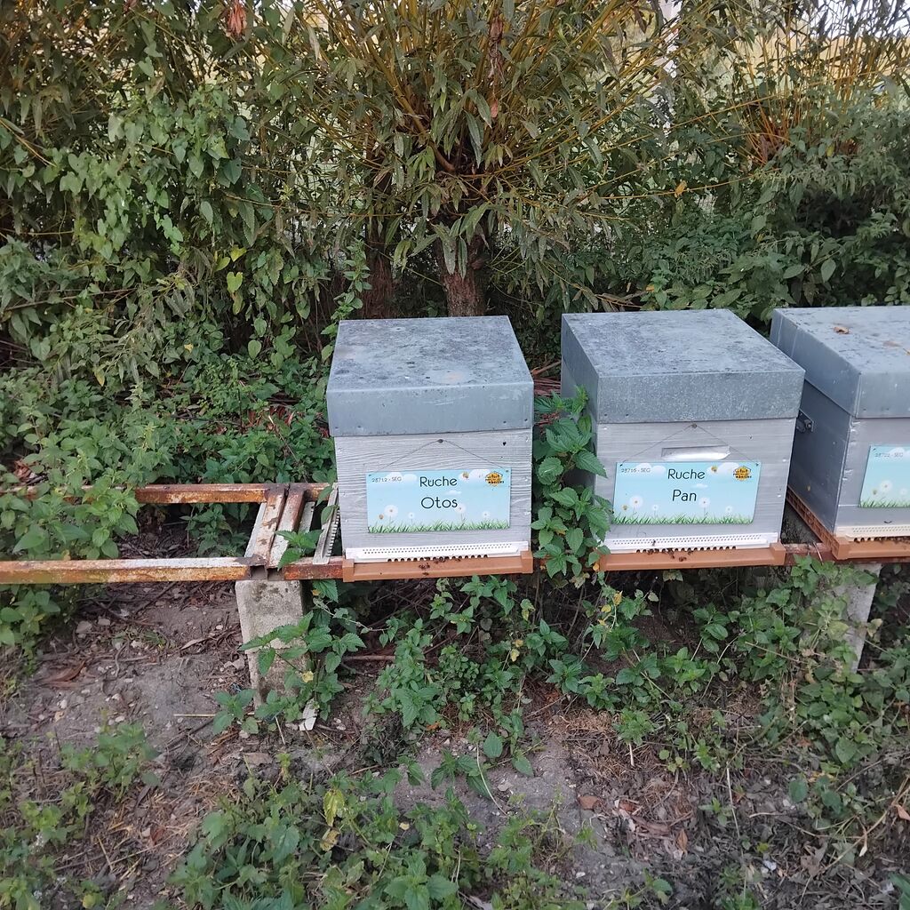 La ruche Otos