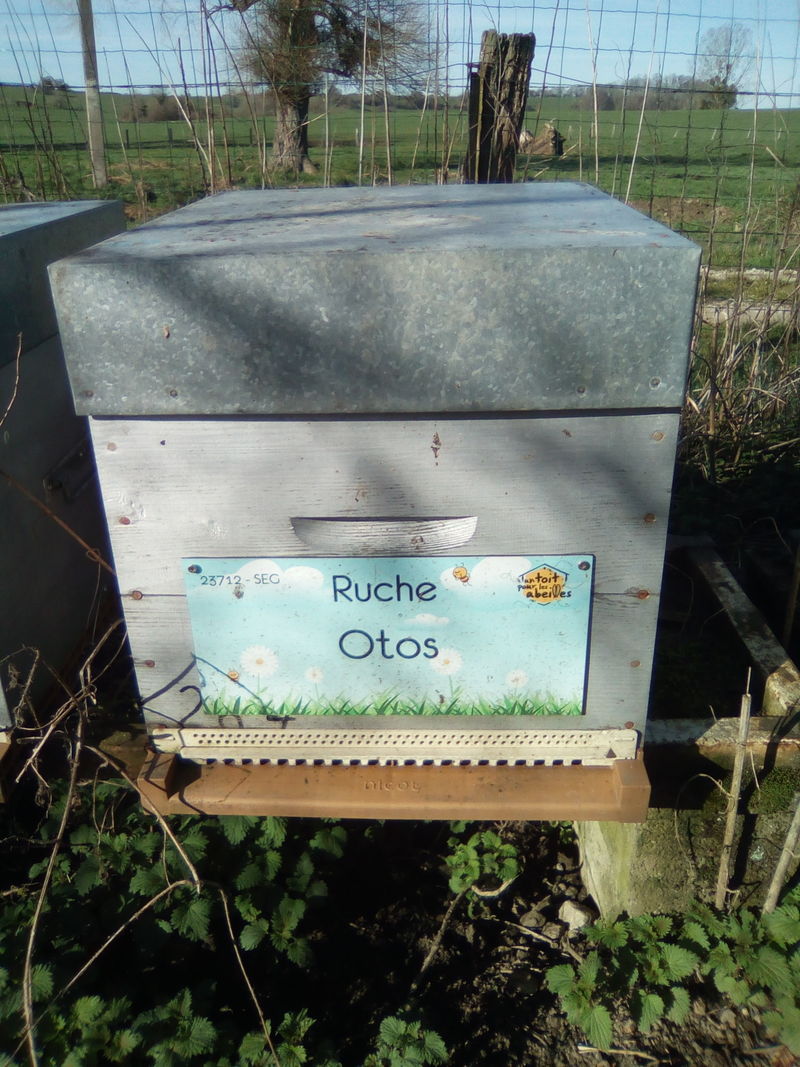 La ruche Otos