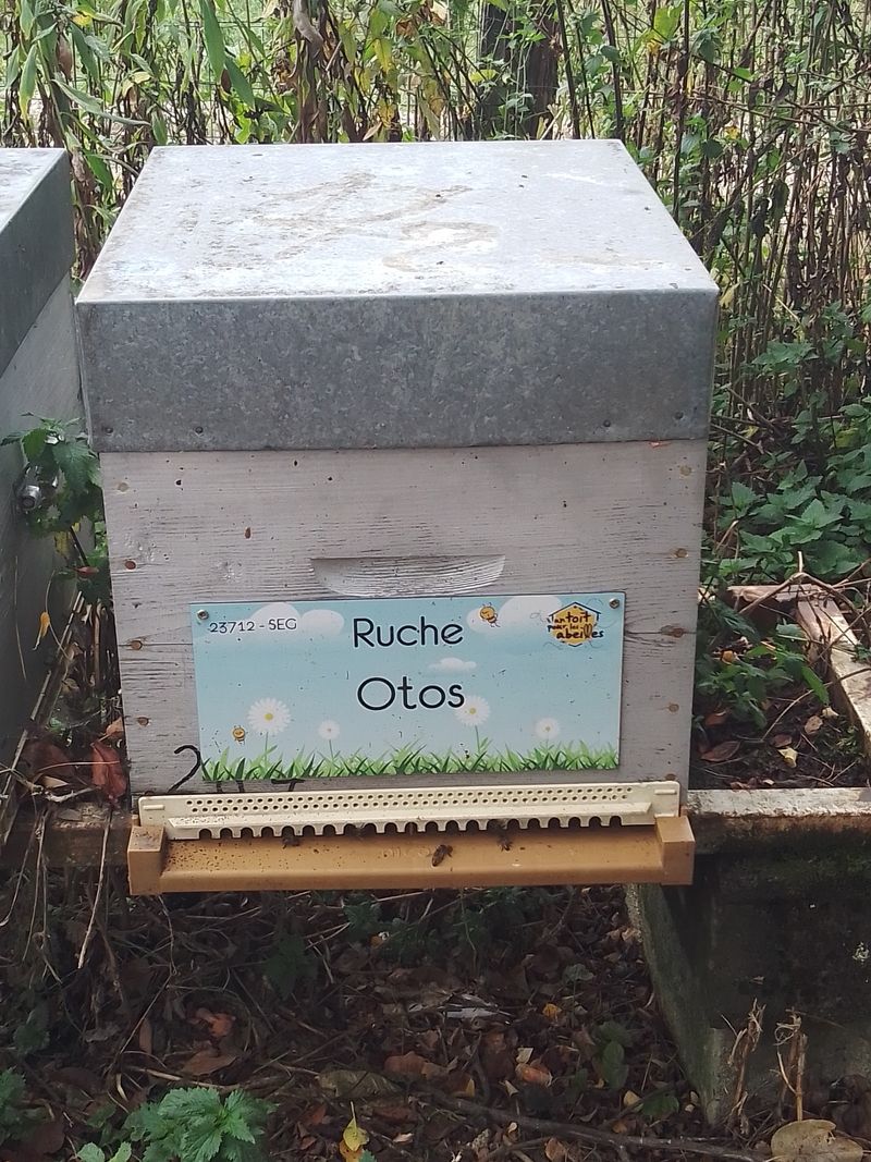 La ruche Otos