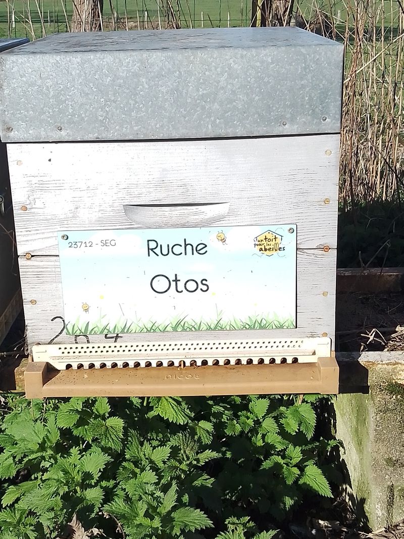 La ruche Otos