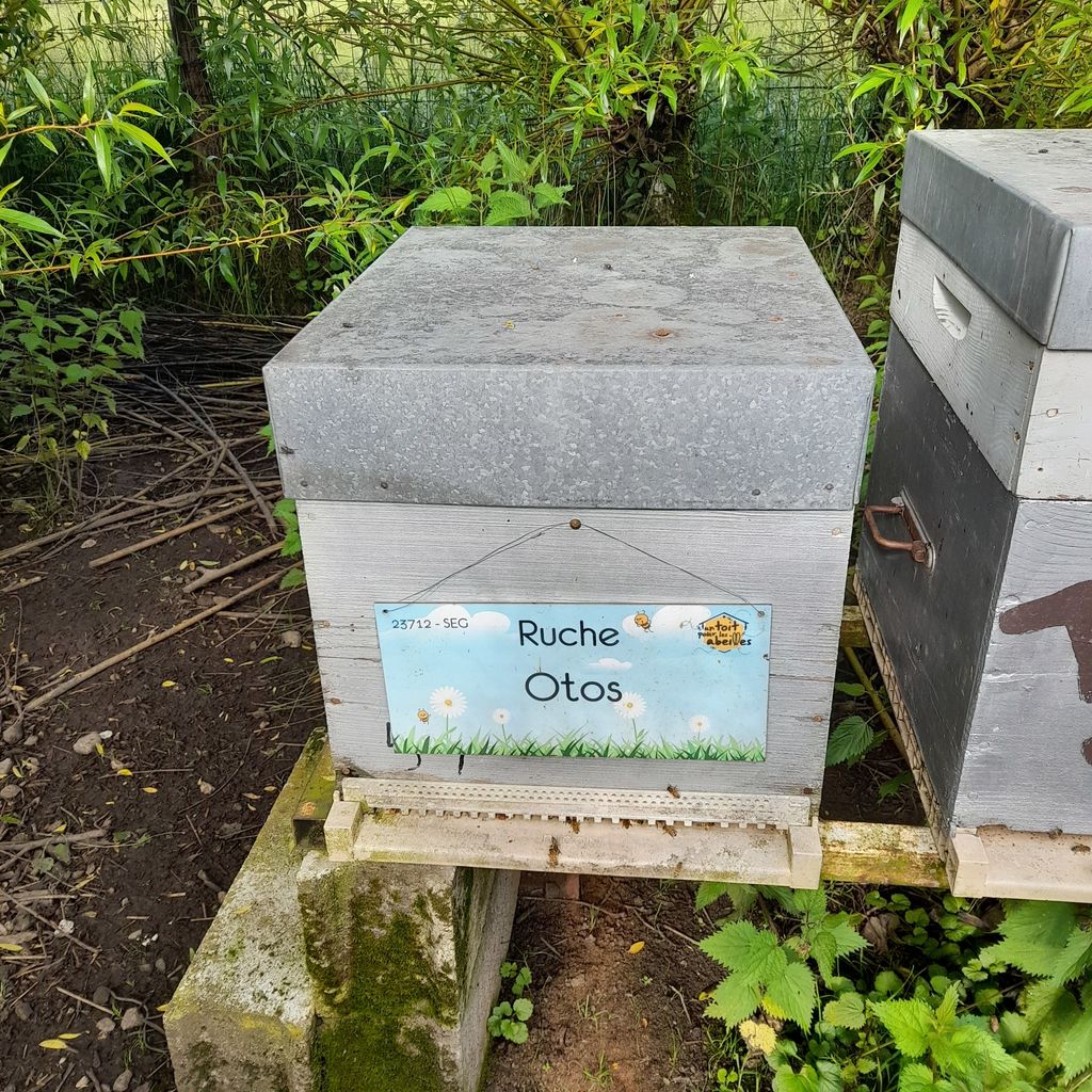 La ruche Otos